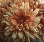 chrysanthemum2.jpg
