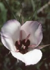 splendid-mariposa.jpg